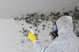 Avon, IN Mold Removal Services Company